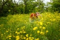 Girlfriends are hiding in flowers