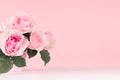 Girlish gentle flowers background - exquisite pink roses on white wood board, copy space.