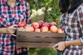 Girls with Apple in the Apple Orchard Royalty Free Stock Photo