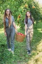 Girls with Apple in the Apple Orchard. Beautiful sisters with Organic Apple in the Orchard. Harvest Concept. Garden, teenagers eat Royalty Free Stock Photo