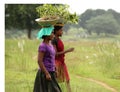 Girls busy in plantation Royalty Free Stock Photo