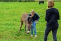 Girls feed the donkey on a green lawn.