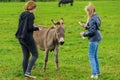 Girls feed the donkey on a green lawn and photograph it.