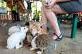 Girls feeds rabbits in zoo