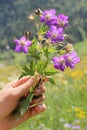 Girls hand with little posy of geranium flowers