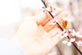 Girls hand touching branch of pink blossoming fruit tree. Close up of spring cherry twig in a hand. Royalty Free Stock Photo