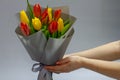 Girls hands hold Still life Bouquet of red and yellow unblown tulips, selective focus