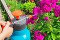 Girls hands watering flowers in the garden from a watering can