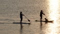 Girls paddle boarding on the Exe estuary in Devon UK Royalty Free Stock Photo