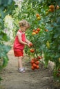 Girls picked tomatoes