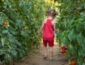 Girls picked tomatoes