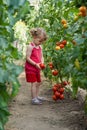 Girls picked tomatoes