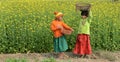 Girls in Rapeseed