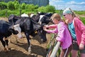 Girls stroking cows on farm Royalty Free Stock Photo