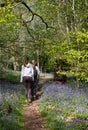 Girls walking through carpet of wild bluebells in the shade of trees, photographed at Pear Wood, Stanmore, UK