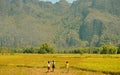 Girls Walking in a Rice Paddy Field