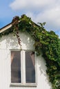 Girls (wild) vines growing around the windows on the wall