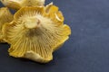 Girolle cantharellus mushrooms on dark background Royalty Free Stock Photo