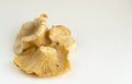 Girolle cantharellus mushrooms on light background Royalty Free Stock Photo