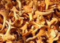 Girolle Mushrooms Royalty Free Stock Photo