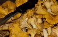 Girolles Royalty Free Stock Photo