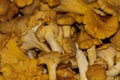 Girolles Royalty Free Stock Photo