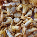 Girolles Royalty Free Stock Photo