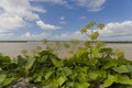 Gironde Estuary