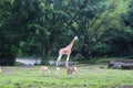 A girrafe in the middle of a field. Royalty Free Stock Photo