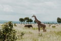 A girraffe and elephants in the wild in Mikumi National Park Morogoro Tanzania Royalty Free Stock Photo