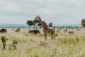 A girraffe and elephants in the wild in Mikumi National Park Morogoro Tanzania Royalty Free Stock Photo