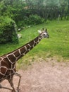 Girraffe Runway Walk Royalty Free Stock Photo