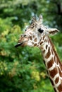 Girraffe Spits Out Stick Royalty Free Stock Photo