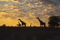 Giraffes silhouetted against sunrise Royalty Free Stock Photo