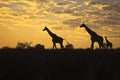 Giraffes silhouetted against sunrise sky Royalty Free Stock Photo