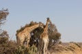 Giraffes standing infront of a tree