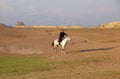 Gisfor, Tajikistan - November 12 2022: Man rides a horse
