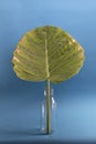 Gitant taro leaf in a glass vase