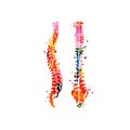 Colorful human spine anatomy, spinal cords, anatomical poster with vertebral column spine structure. Healthcare, medical checkup a