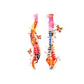 Colorful human spine anatomy, spinal cords, anatomical poster with vertebral column spine structure. Healthcare, medical checkup a