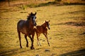 Giumenta and Puledro gallop to the pasture