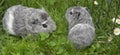 Giunea pigs Royalty Free Stock Photo