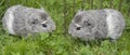 Giunea pigs Royalty Free Stock Photo