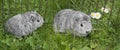 Giunea pigs Royalty Free Stock Photo
