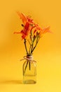 Give beautiful bouquets: orange daylilies in a glass vase, vertical frame, yellow background, space for text Royalty Free Stock Photo