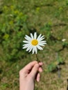 GIVE ME A DAISY FLOWER IN YOUR HAND Royalty Free Stock Photo