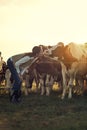 Give mommy a kiss. a female farmer pretending to kiss one of her cows in a field. Royalty Free Stock Photo