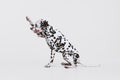 Full-length portrait of young beautiful Dalmatian dog posing isolated over gray studio background. Concept of breed, vet Royalty Free Stock Photo