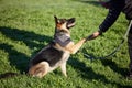 Give a round of apPAWS for a well trained dog. an adorable german shepherd being trained by his owner in the park. Royalty Free Stock Photo