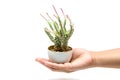 Give a small cactus